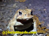 /home//u458753944/public_html/sourcegallery/////////////////////////////////////McKaig Nature Center/2020-10-11/PA110705.JPG
